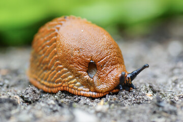 Schnecke