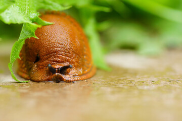 Schnecke
