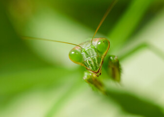 Praying Mantis