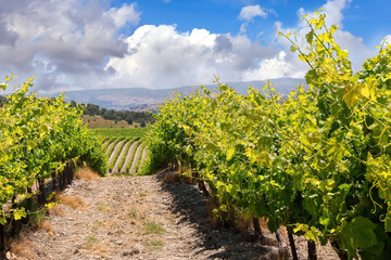 Fototapeta na wymiar Green vineyard on sunny day. Agricultural valley. Emek Sorek. Judean Hills. Judean Mountains. Mediterranean, Israel 