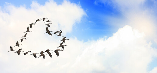 Flock of cranes flies in the blue sunny sky. Flying birds form a heart shape. Wild nature. Love symbol 