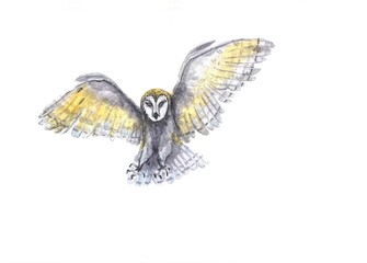 Fototapeta na wymiar watercolor flying barn owl on a white background