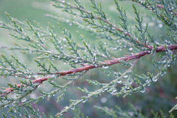Juniper branch with raindrops. Natural background.