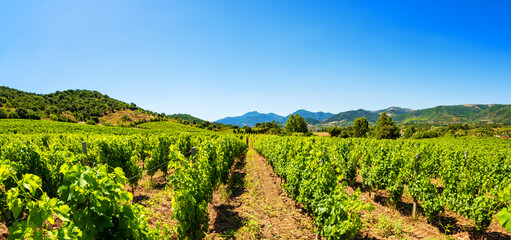 Fototapeta na wymiar Panorama of a vineyard in spring. Agriculture.