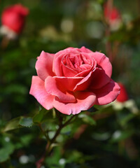 pink rose in garden