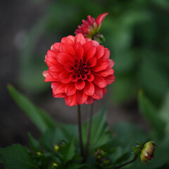 red dahlia flower