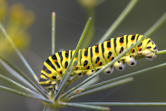 Closeup of a Monarch butterfly caterpillar feeding on leaves.