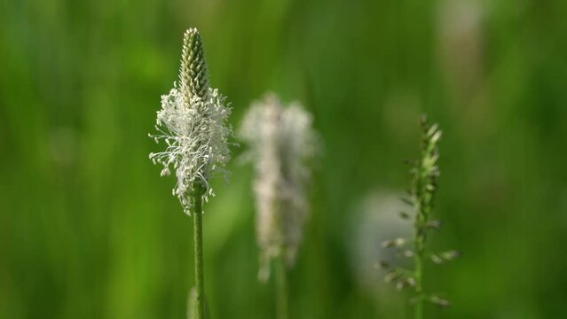Ribwort Plantainin slight breeze (Plantago lanceolata) - (4K)