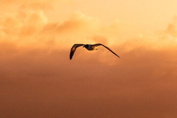 Sea bird flying at sunset 