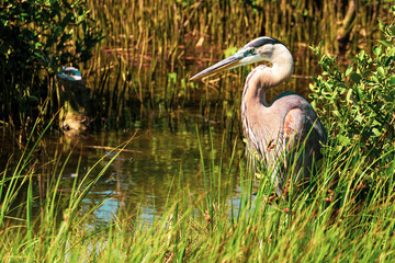 A great blue heron stands next to water.