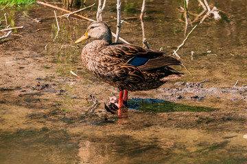 duck standing in water