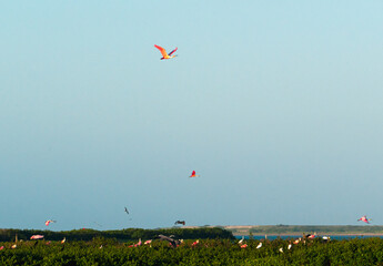 red egrets flying above a large group of birds