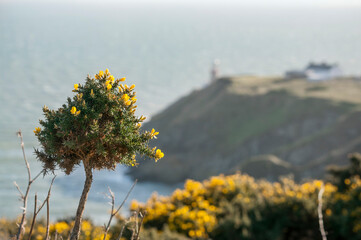 Yellow gorse on cliffs