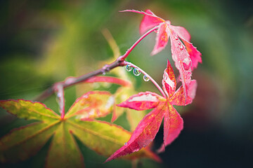 gotas acer palmatum