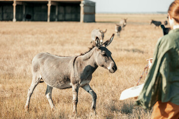 A tourist photographs a donkey in the biosphere reserve Askania-Nova Ukraine