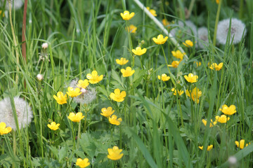 Yellow flowers of creeping buttercup (Ranunculus repens) plant and green grass in summer meadow