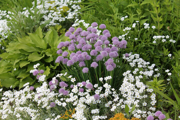 Obraz premium Mixborder with purple flowers of Chives plant (Allium schoenoprasum) and white flowers of boreal chickweed (Cerastium biebersteinii). Summer floral garden