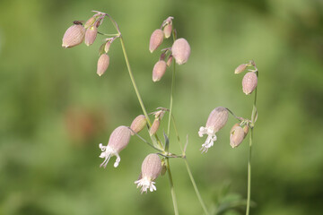 Flowers of bladder campion (Silene vulgaris) plant close-up in garden - 509678988