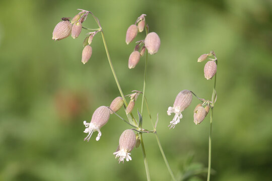 Flowers of bladder campion (Silene vulgaris) plant close-up in garden