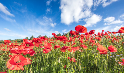 mohn