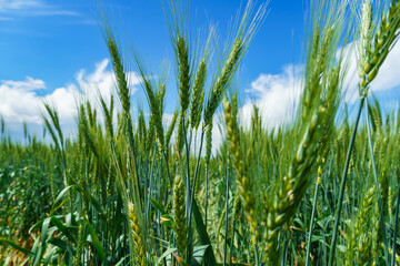 Fototapeta premium agricultural field with young green wheat sprouts, bright spring landscape on a sunny day, blue sky as background