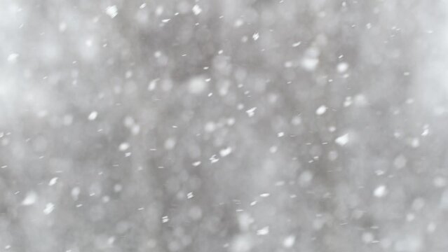 realistic falling snow on blurred trees background. close-up