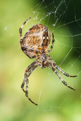 Spinne