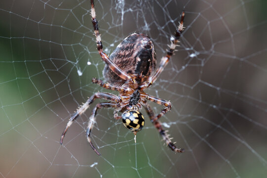 Spinne