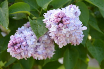 days in Moscow and outside