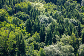 Obraz premium A forest with many types of trees