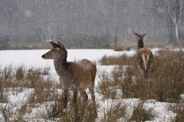 Sarna european walks in nature in winter © Stanislav