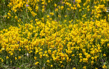 Obraz premium A close-up with many Genista sagittalis flowers in the field