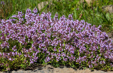 A close-up with a Breckland thyme bush