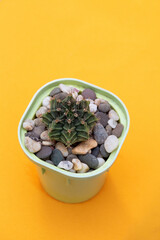Gymnocalycium mihanovichii cactus on yellow background. Close-up. Selective focus. Picture for articles about hobbies, plants.