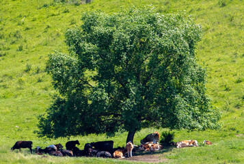 Fototapeta premium Many cows are sitting in the shade of a tree
