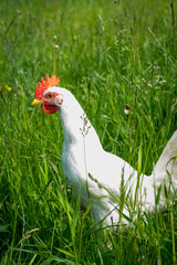 Happy, healthy leghorn chicken, free range walking on the grass. Carefree birds on a cruelty free bio poultry farm