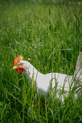 Leghorn white, happy, free range chicken walking on the grass. Carefree birds on a cruelty free bio...