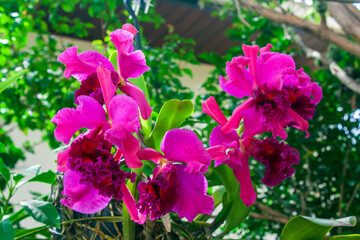 Orquídea IMG_5301