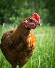 Happy free range chicken walking on the grass. Carefree birds on a cruelty free bio poultry farm