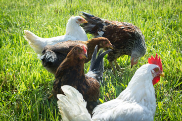 many o happy, free range chickens walking on the grass. Carefree birds on a cruelty free bio poultry farm