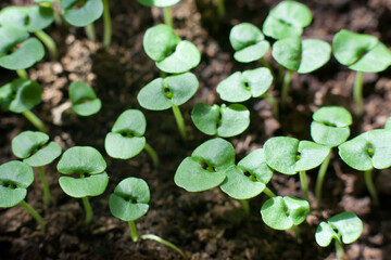 Seedlings of celery grown at home on a windowsill. small sprouts.