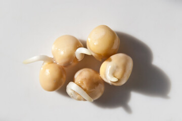 pea sprouts on white background. Pea seeds with sprouts.