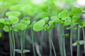 Seedlings of celery grown at home on a windowsill. small sprouts.