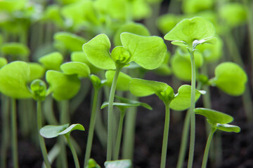 Seedlings of celery grown at home on a windowsill. small sprouts.