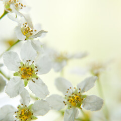 flowering bird cherry tree branch. bird cherry flowers macro. Spring background with flowers