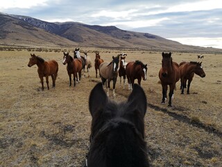 Troupeau de chevaux sauvage dans les plaines de Patagonie, El Calafate, Argentine