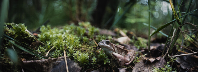 A closeup of a frog in a swamp under the sunlight