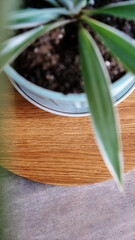 the houseplant stands on a wooden tray made of oak. High quality photo