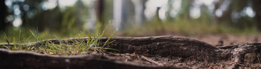 Close-up roots of pine in forest. Low point of view in nature landscape with strong blurry background. Ecology environment