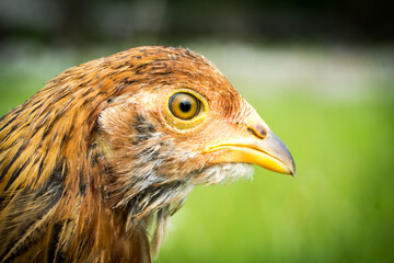 close up of a chicken portrait